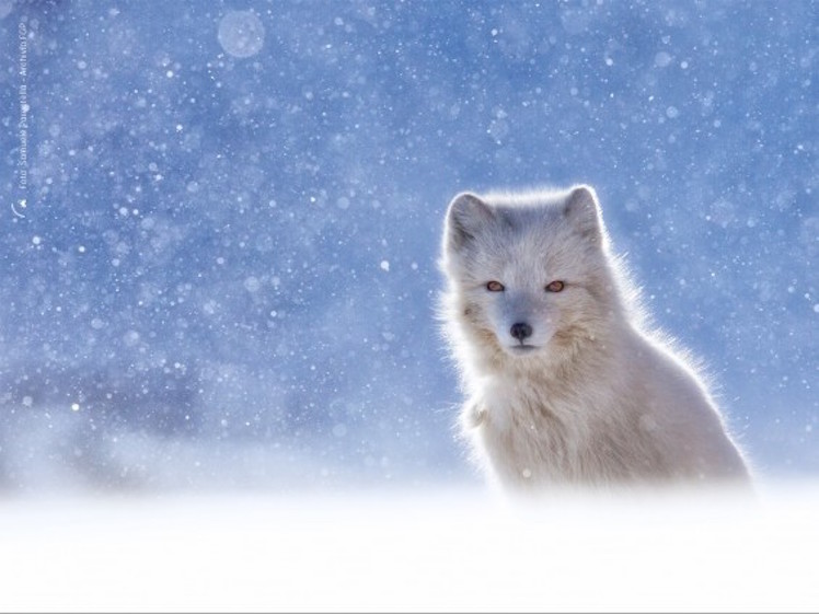 1-Samuele-Parentella - foto volpe artica - cince 22 GPFF 1-Samuele-Parentella - foto volpe artica - cince 22 GPFF