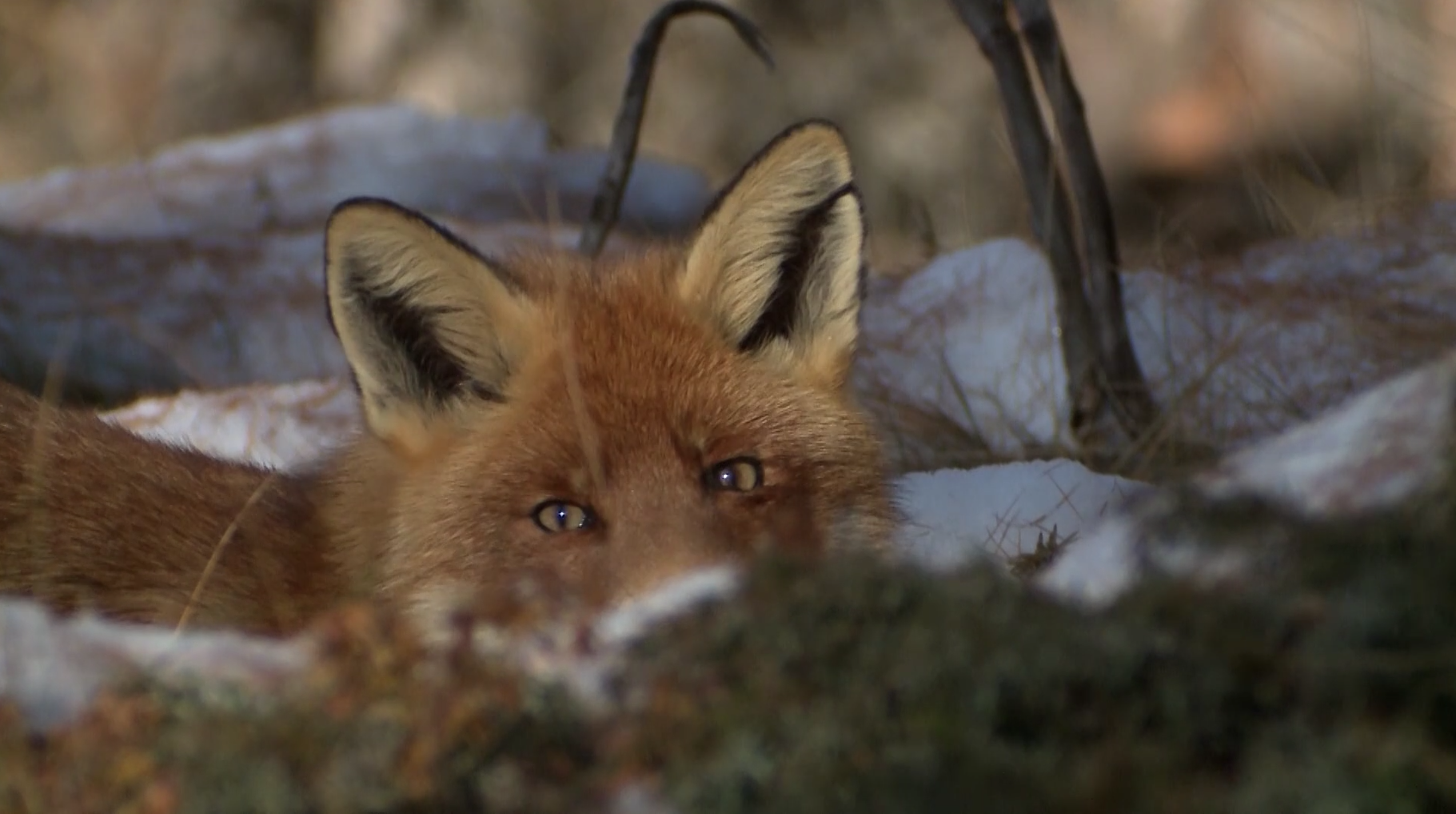 Le bel Opportuniste Le bel Opportuniste