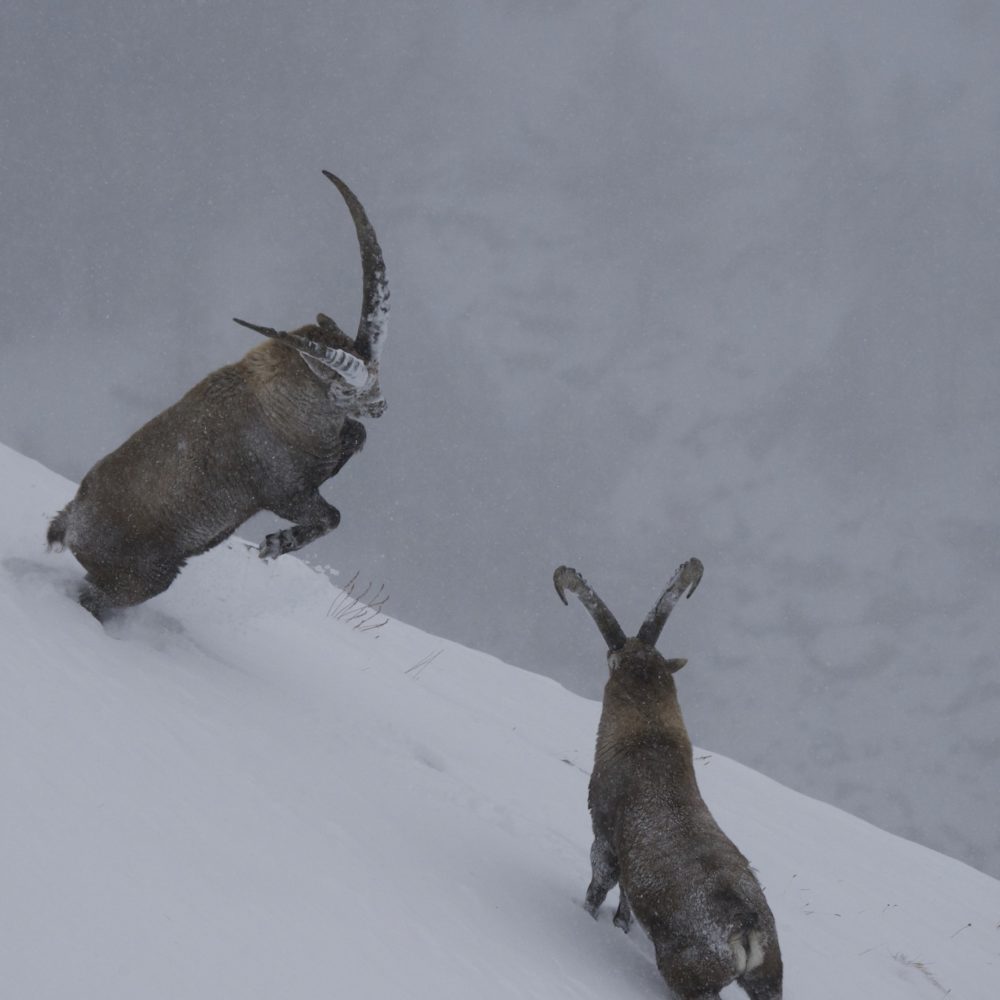 Mille et une traces - stambecchi