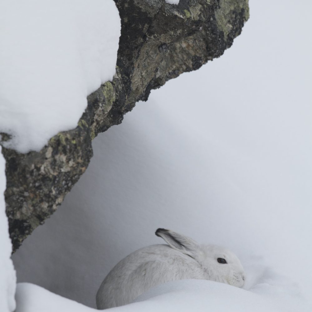 Mille et une traces - lepre