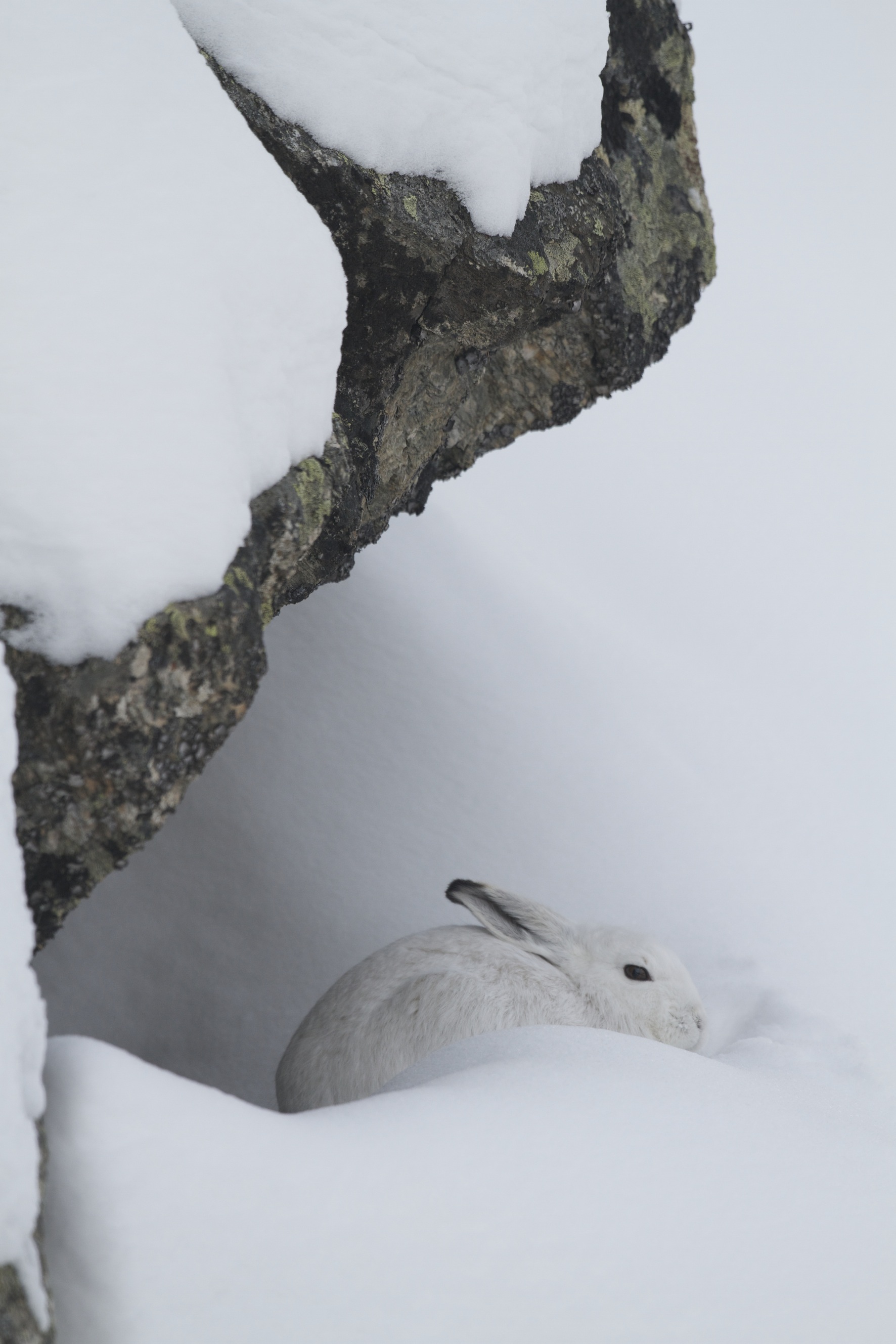 Mille et une traces (3) Mille et une traces - lepre