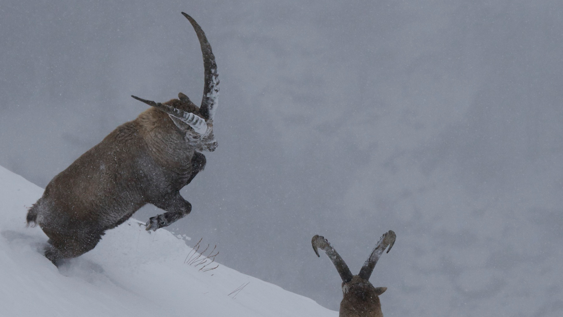 Mille-et-une-traces-1920x1080 Mille-et-une-traces