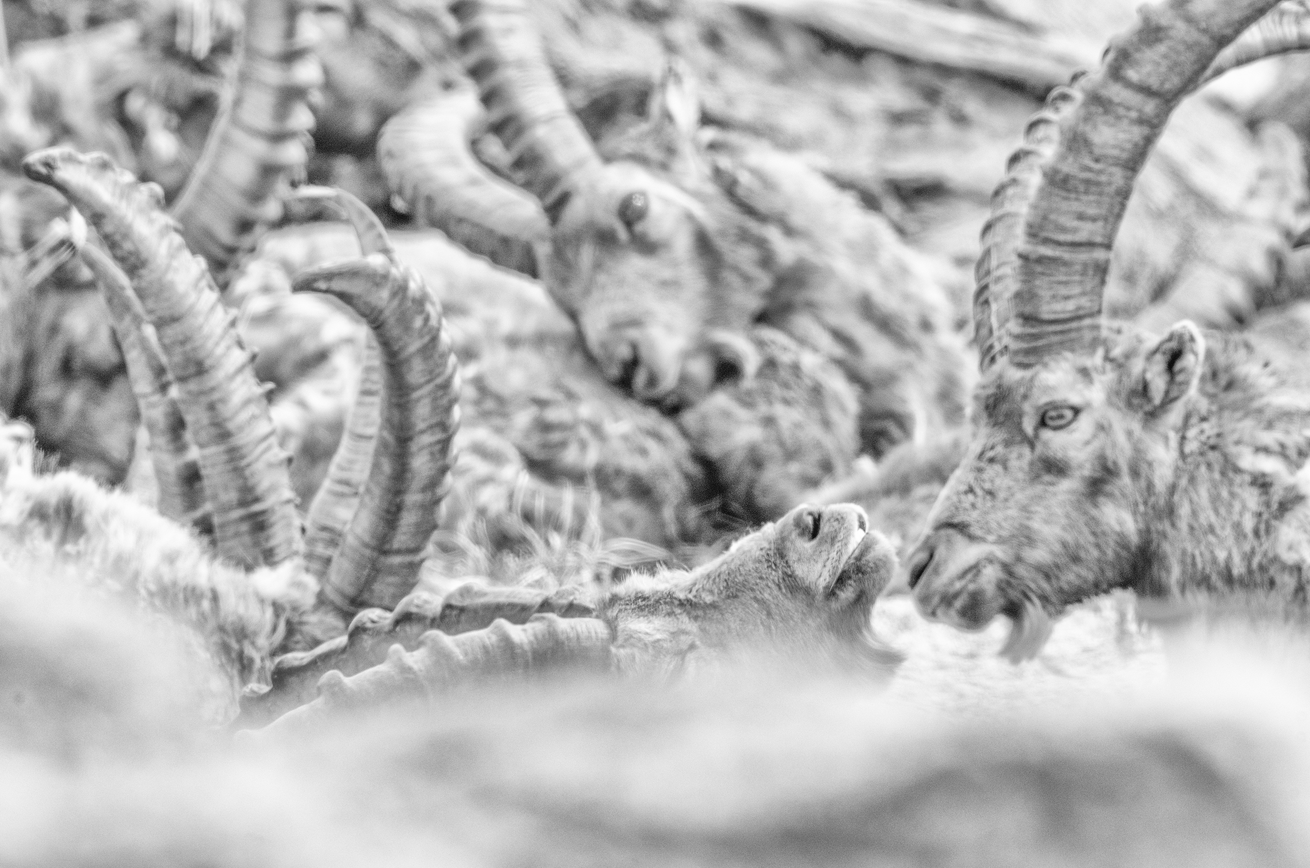 Stefano Boffa - Lo stambecco dall'Inferno al Paradiso Stefano Boffa - Lo stambecco dall'Inferno al Paradiso