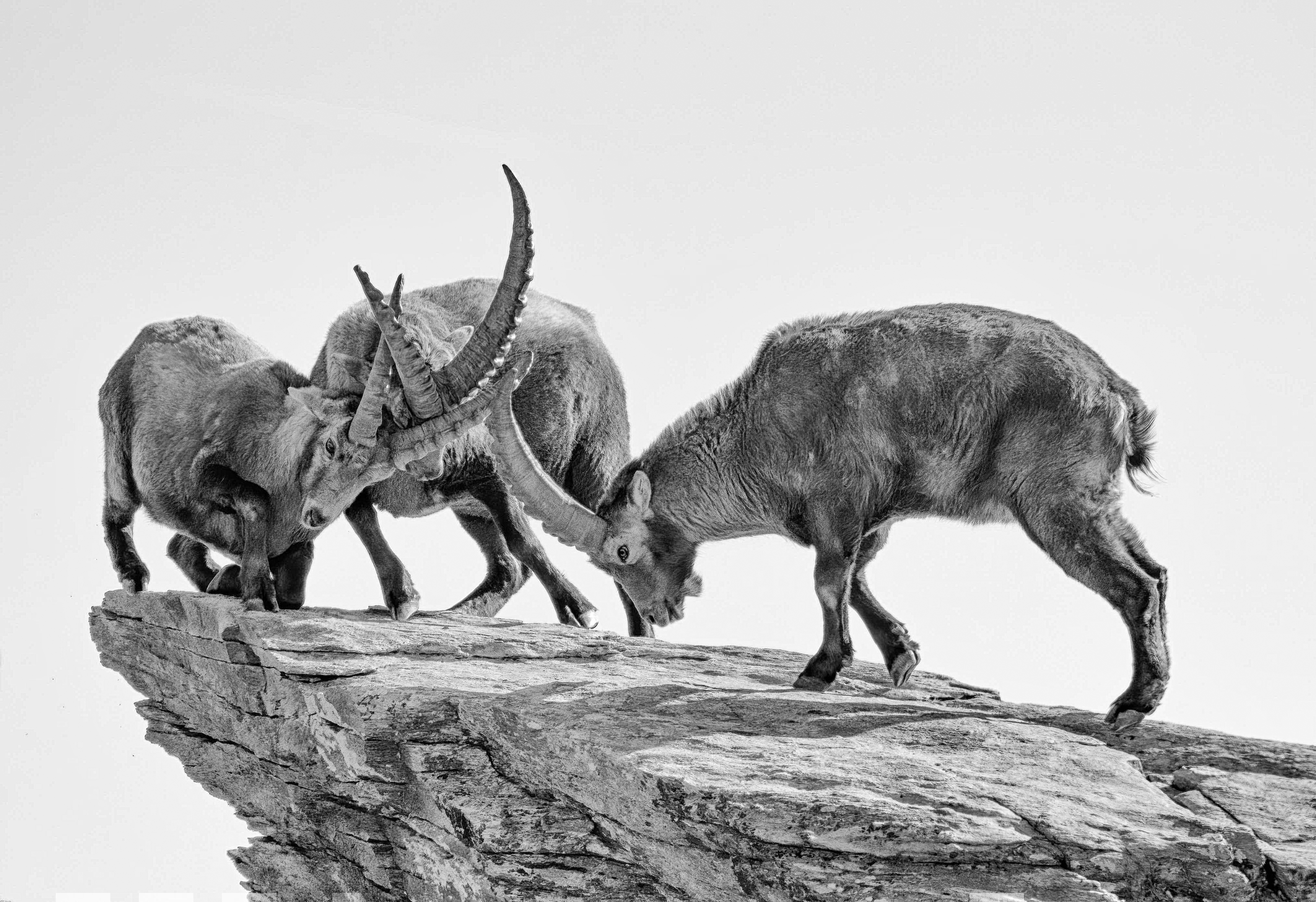 Stefano Boffa - Lo stambecco dall'Inferno al Paradiso Stefano Boffa - Lo stambecco dall'Inferno al Paradiso