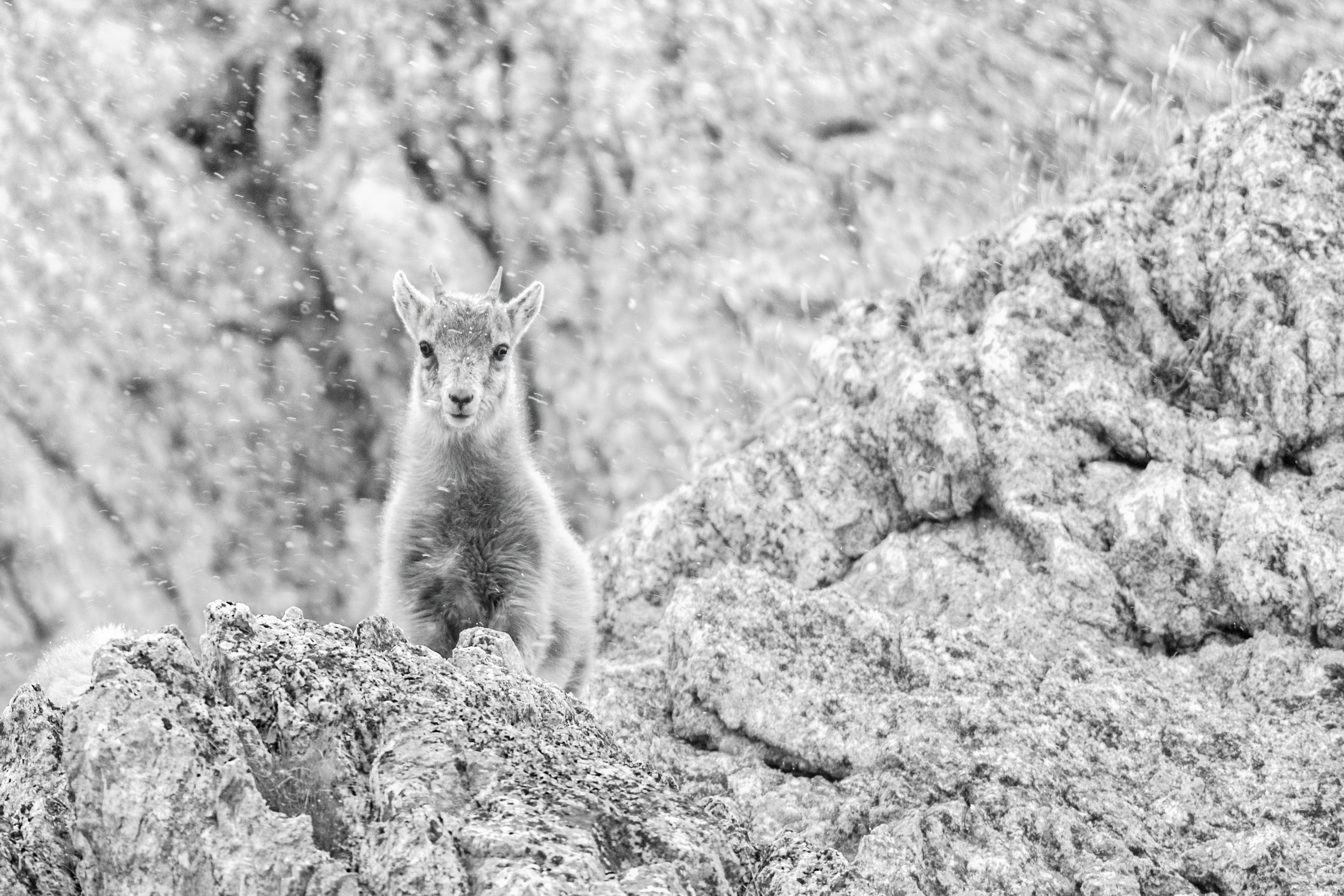 Stefano Boffa - Lo stambecco dall'Inferno al Paradiso Stefano Boffa - Lo stambecco dall'Inferno al Paradiso