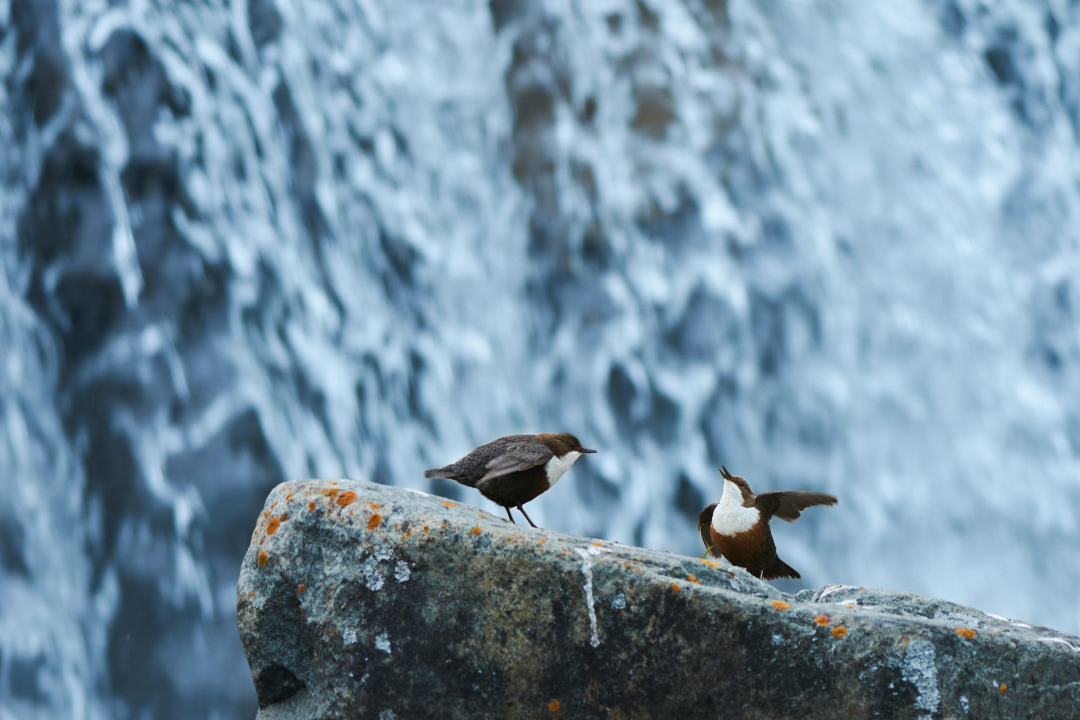 Gabriele Calcagno - Momenti di intimità animale Gabriele Calcagno - Momenti di intimità animale