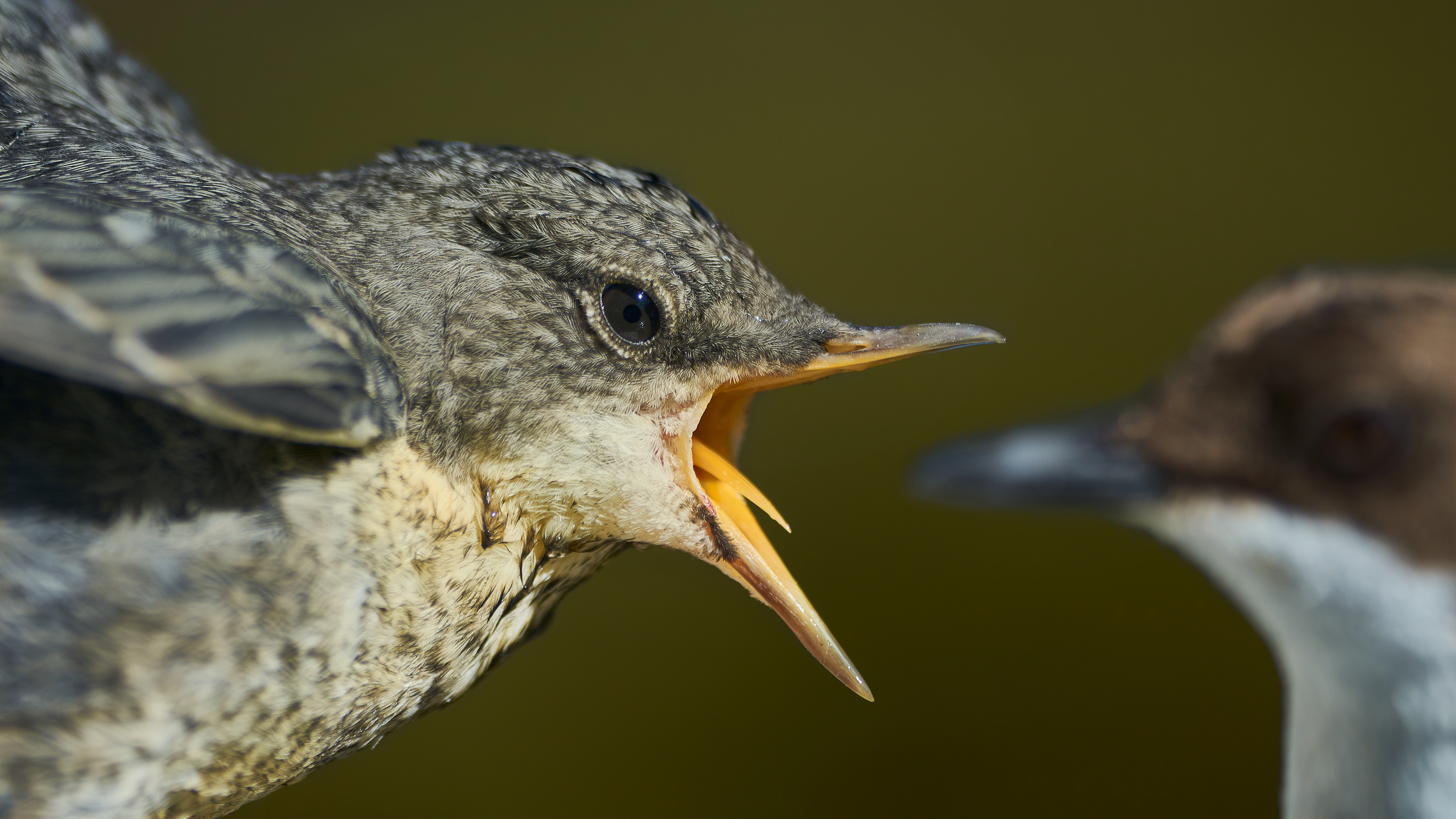 Gabriele Calcagno - Momenti di intimità animale Gabriele Calcagno - Momenti di intimità animale