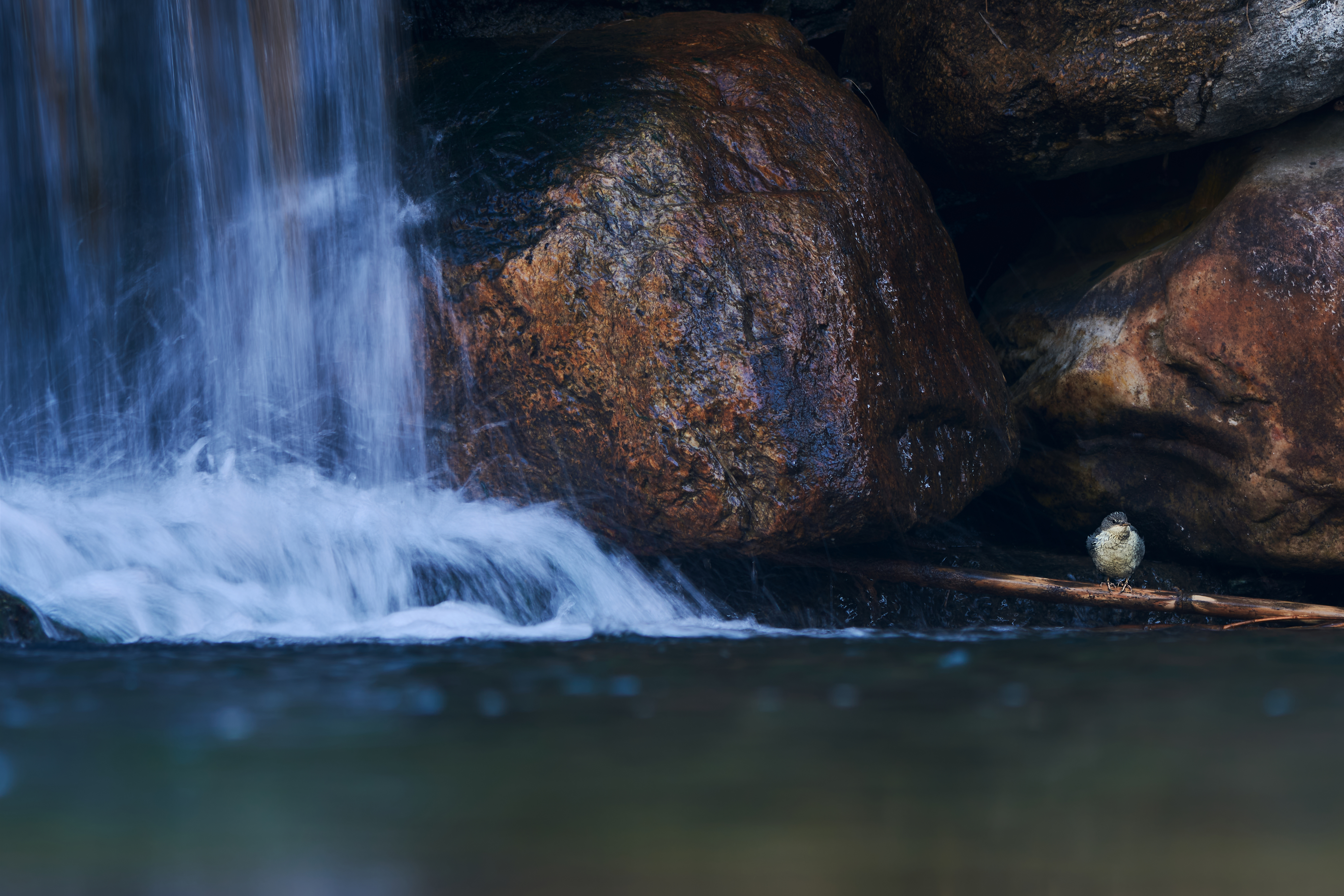 Gabriele Calcagno - Momenti di intimità animale Gabriele Calcagno - Momenti di intimità animale