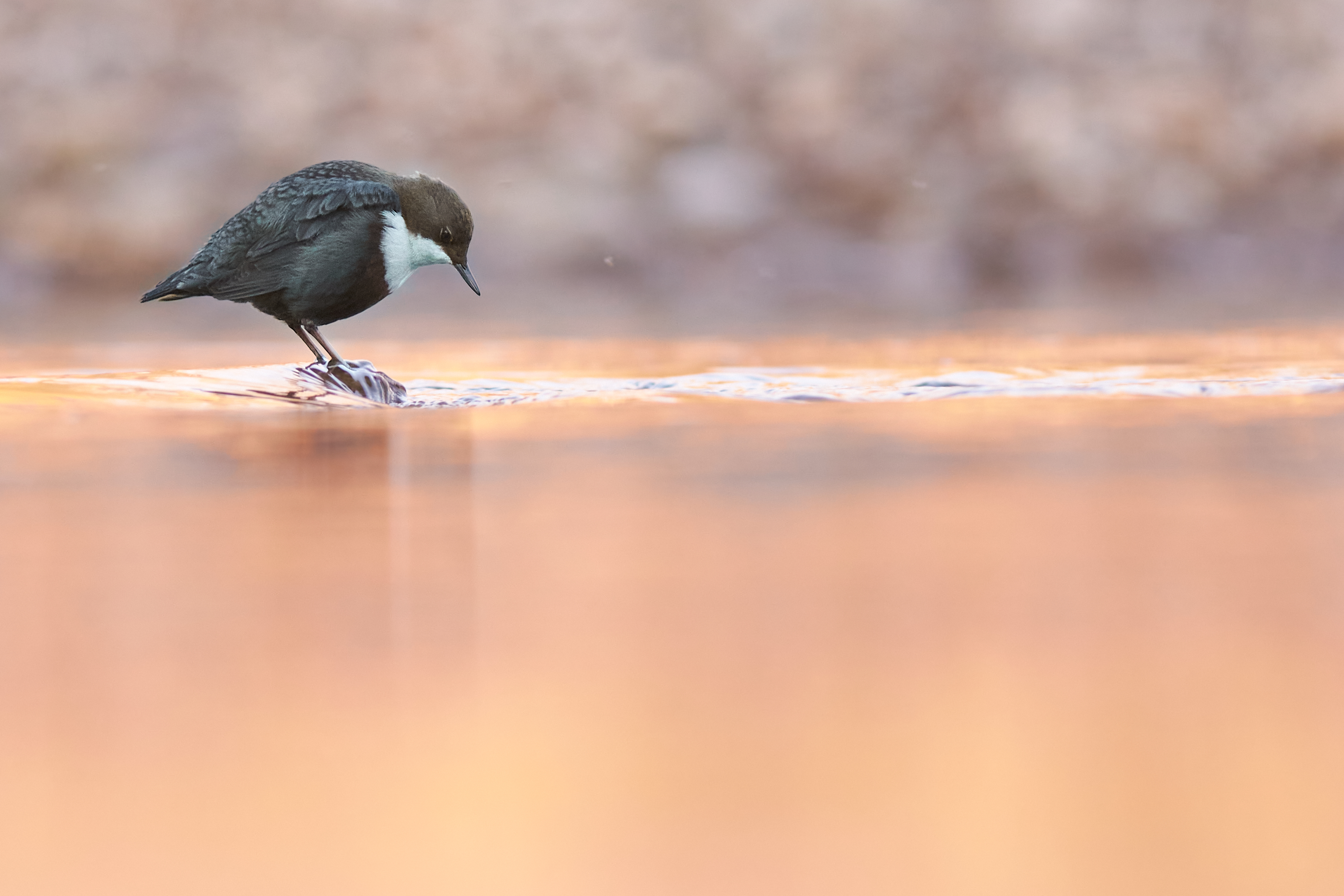 Gabriele Calcagno - Momenti di intimità animale Gabriele Calcagno - Momenti di intimità animale