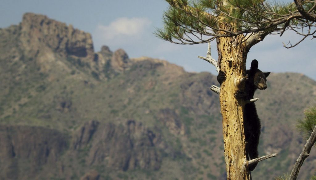 Big Bend: The Wild Frontier of Texas di John Murray