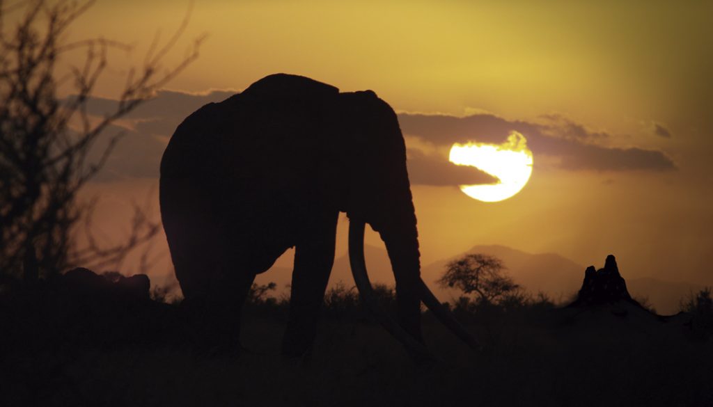 The Elephant & the Termite di Mark Deeble e Victoria Stone