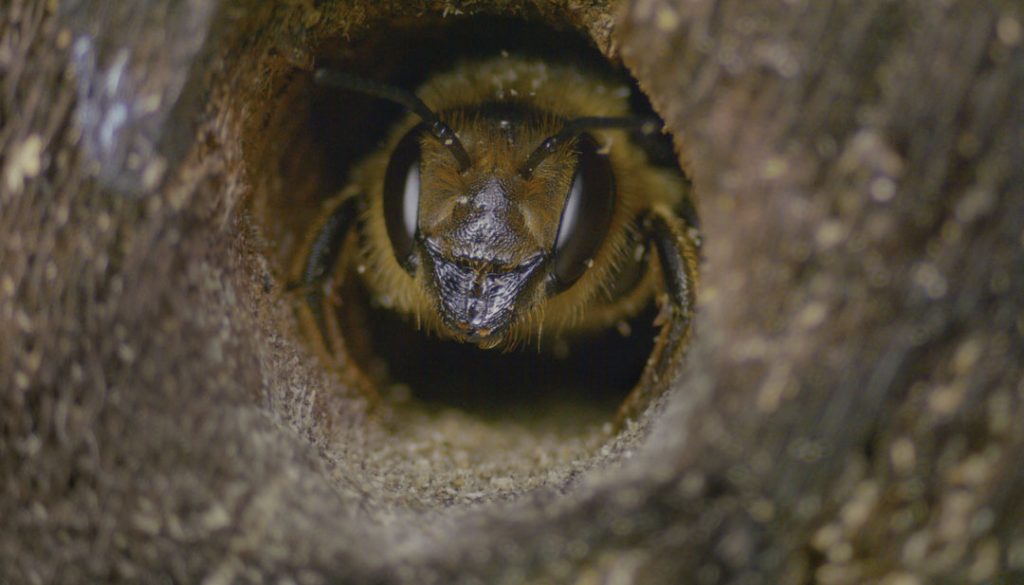 My garden of a thousand bees di David Allen
