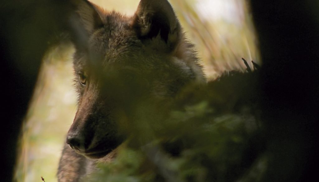 Il lupo e il suo tempo di Marco Andreini