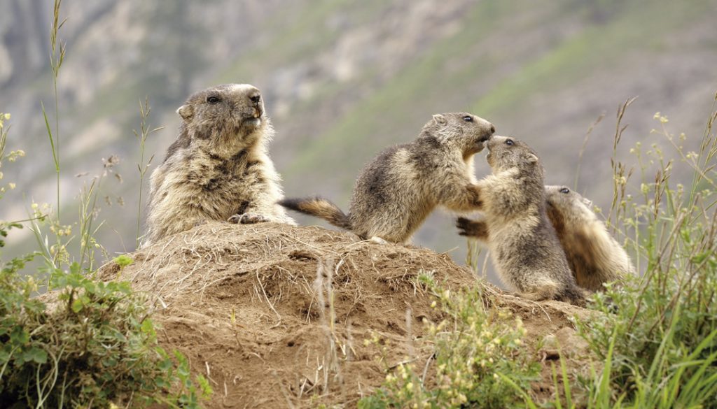 Le clan des marmottes di Véronique, Anne e Erik Lapied