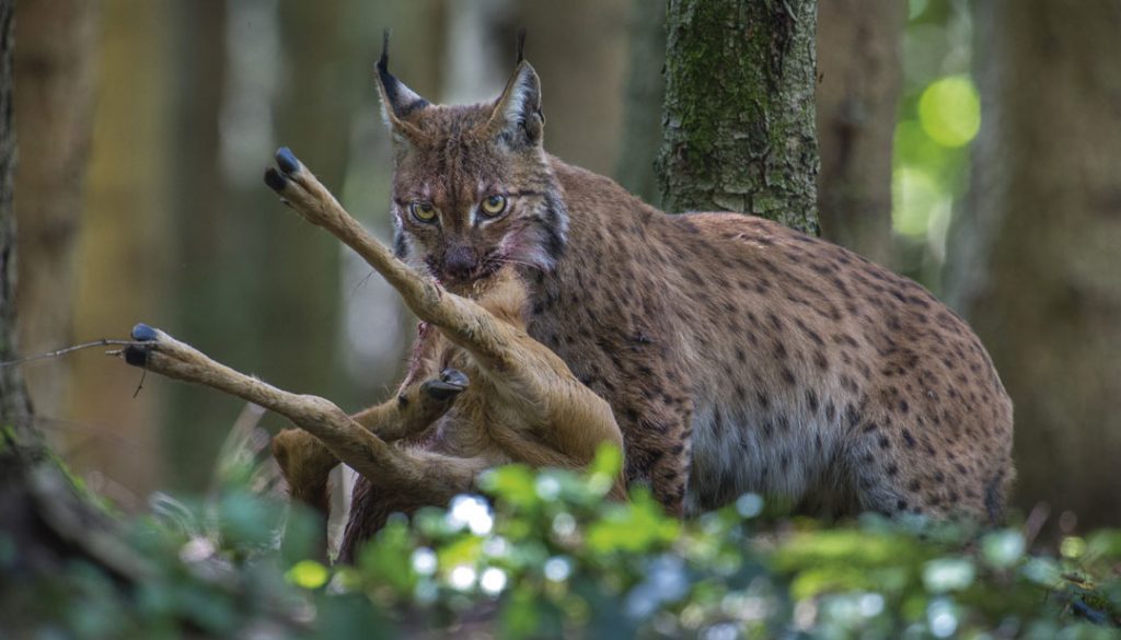 Lynx di Laurent Geslin